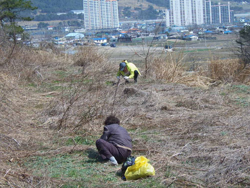 쑥을 캐는 시어머니와 며느리 